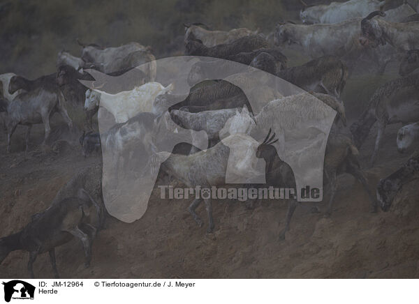 Herde / herd / JM-12964