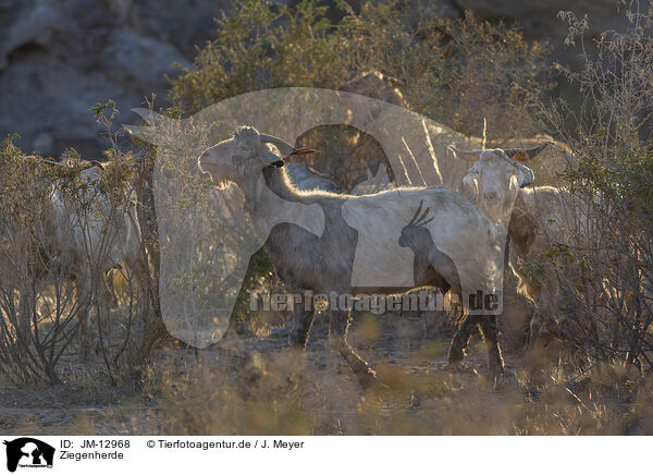 Ziegenherde / herd of goats / JM-12968
