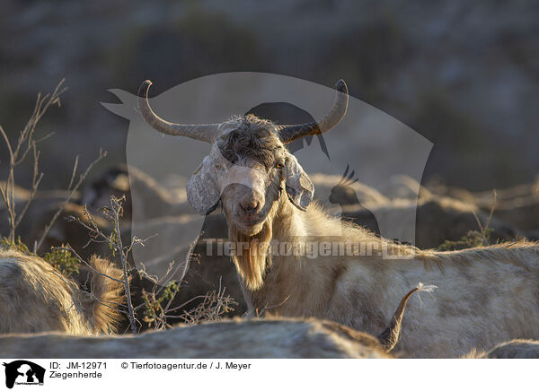 Ziegenherde / herd of goats / JM-12971