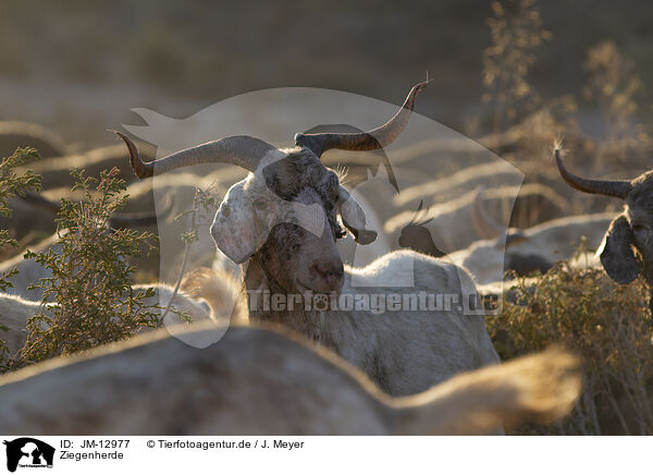 Ziegenherde / herd of goats / JM-12977