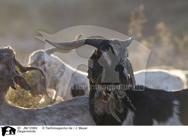 Ziegenherde / herd of goats / JM-12982