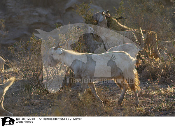 Ziegenherde / herd of goats / JM-12988