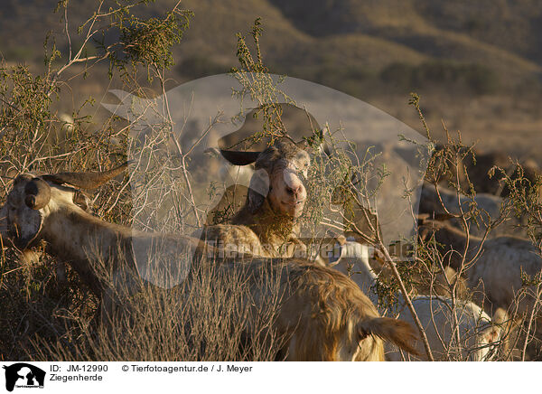 Ziegenherde / herd of goats / JM-12990