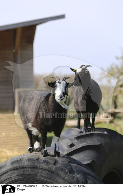 Ziege / goat / PM-08571