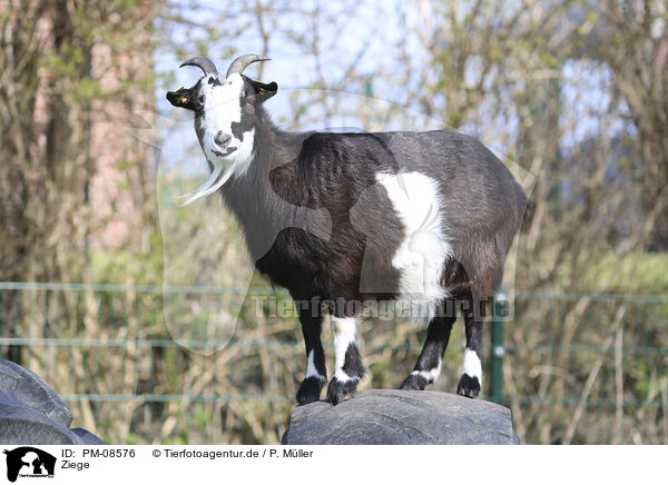 Ziege / goat / PM-08576