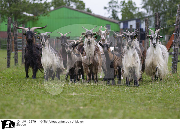 Ziegen / goats / JM-16279
