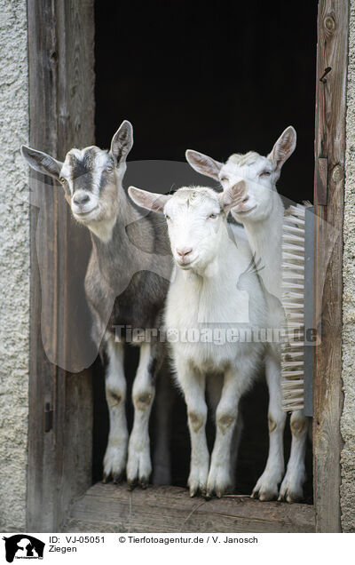 Ziegen / goats / VJ-05051