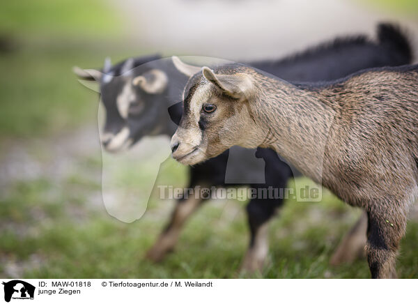 junge Ziegen / young goats / MAW-01818