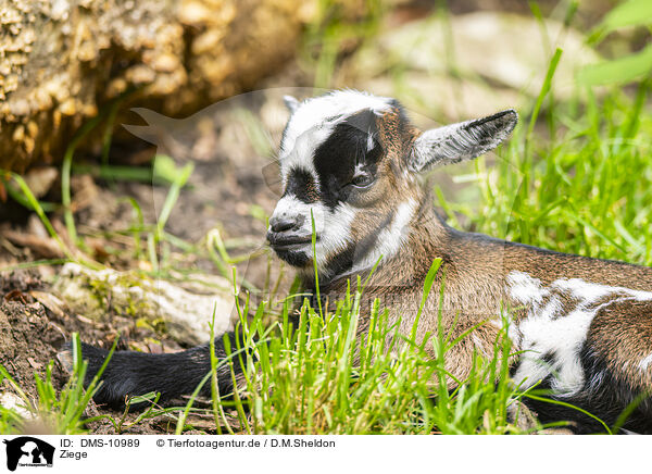 Ziege / goat / DMS-10989