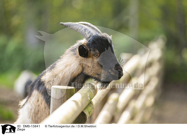 Ziege / goat / DMS-13841