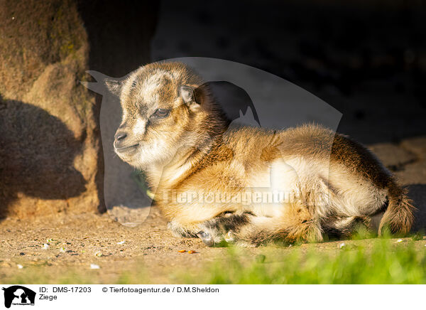 Ziege / goat / DMS-17203
