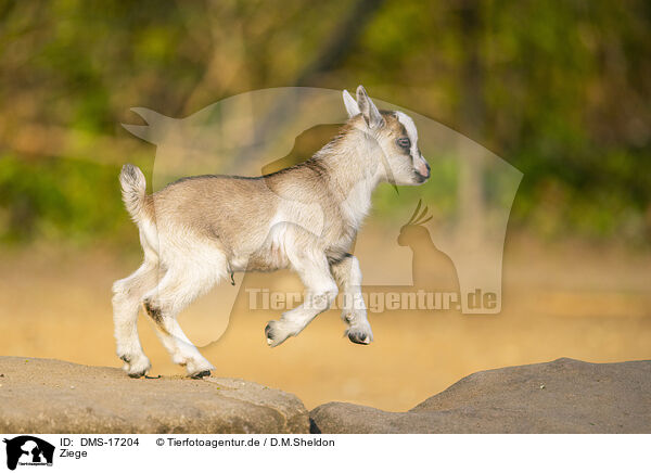 Ziege / goat / DMS-17204