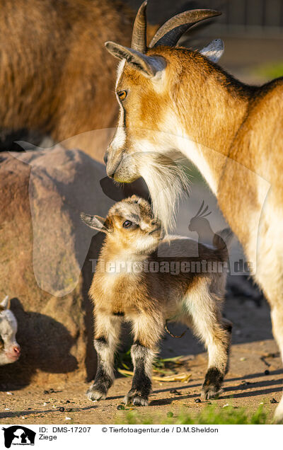 Ziege / goat / DMS-17207