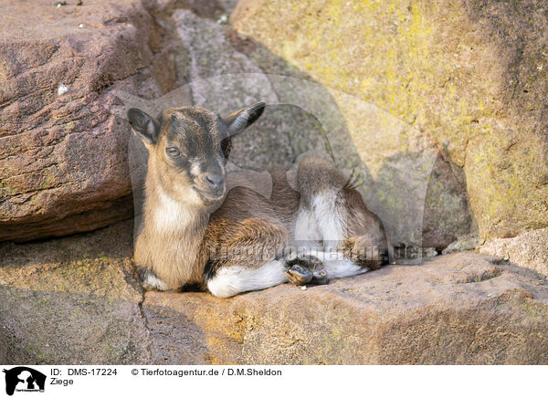 Ziege / goat / DMS-17224