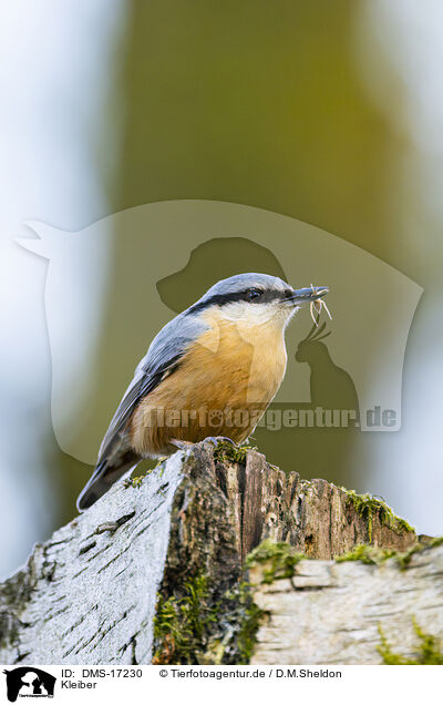 Kleiber / nuthatch / DMS-17230