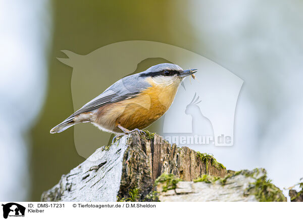 Kleiber / nuthatch / DMS-17231