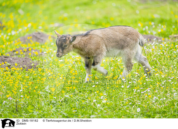 Zicklein / young goat / DMS-18182