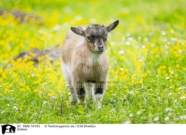 Zicklein / young goat / DMS-18183