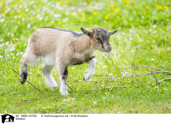 Zicklein / young goat / DMS-18185