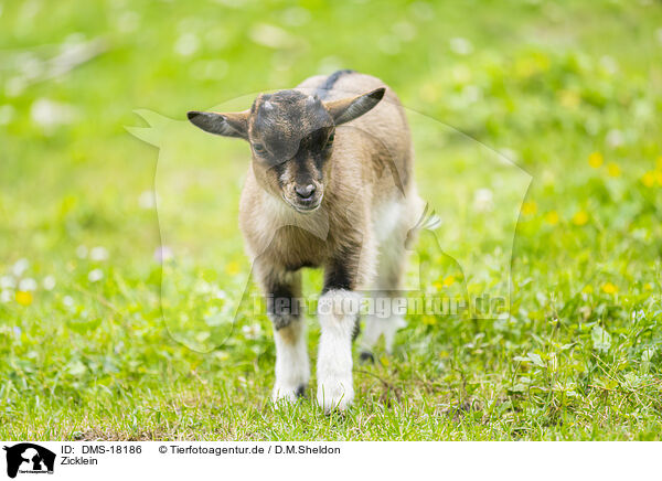 Zicklein / young goat / DMS-18186