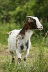 Ziege