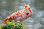 Kubaflamingo