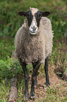 Zwartbles Schaf