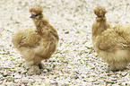Zwerg-Seidenhühner