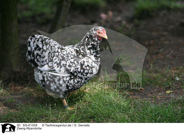 Zwerg-Wyandotte / domestic fowl / SG-01309