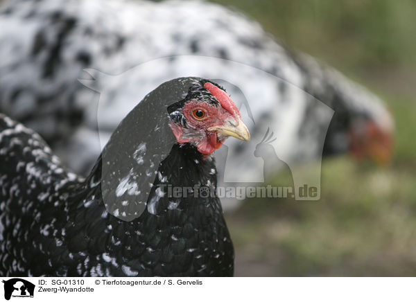 Zwerg-Wyandotte / domestic fowl / SG-01310