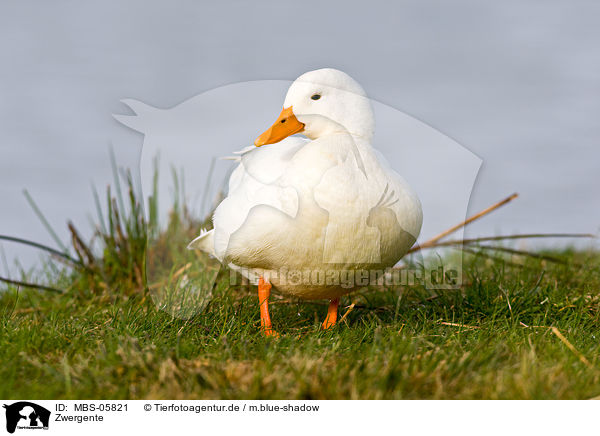 Zwergente / pygmy goose / MBS-05821