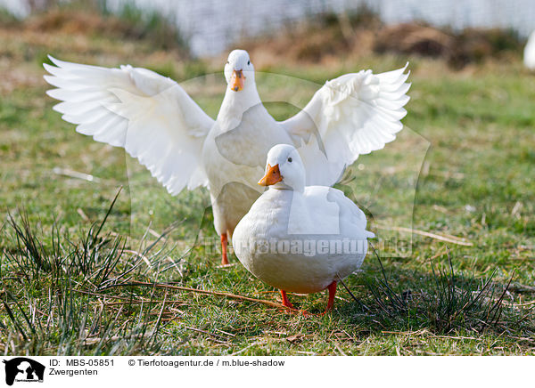 Zwergenten / pygmy geese / MBS-05851