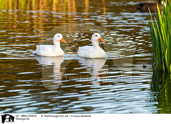 Zwergente / MBS-05852