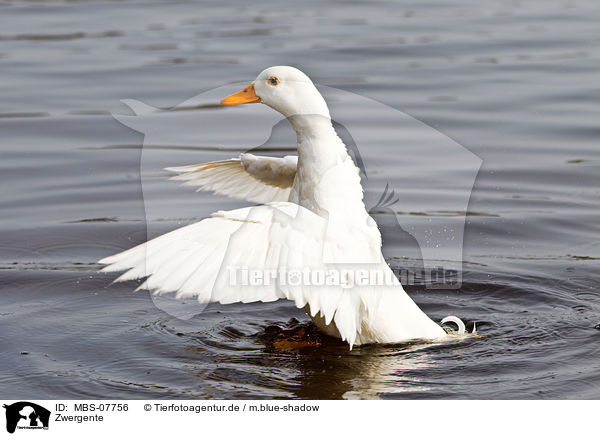 Zwergente / MBS-07756