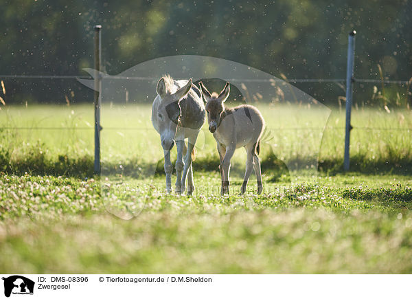 Zwergesel / standard donkeys / DMS-08396