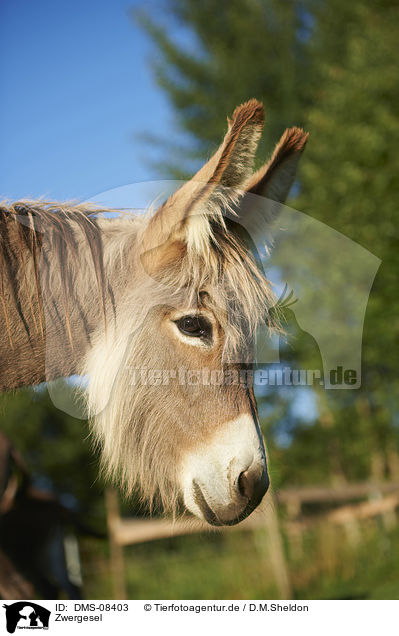 Zwergesel / DMS-08403