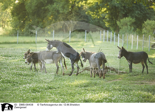 Zwergesel / standard donkeys / DMS-08408