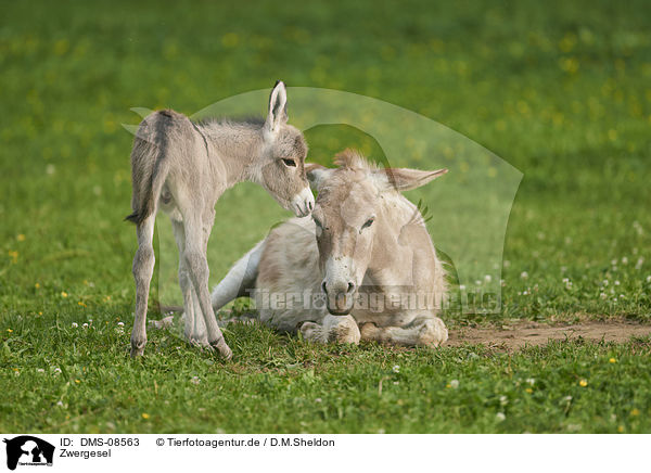 Zwergesel / DMS-08563