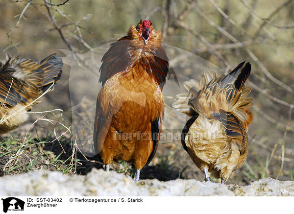 Zwergh�hner / bantam / SST-03402