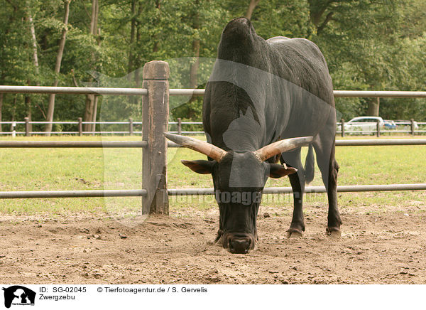 Zwergzebu / cattle / SG-02045