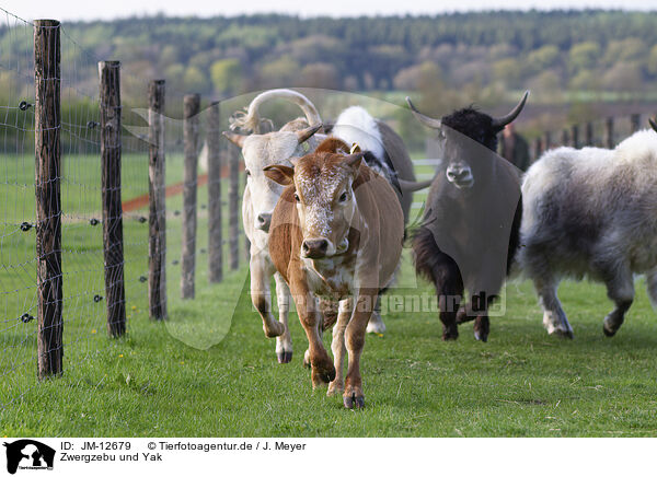 Zwergzebu und Yak / dwarf Zebu and Yak / JM-12679