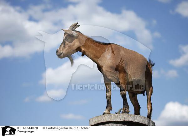 Zwergziege / pygmy goat / RR-44070