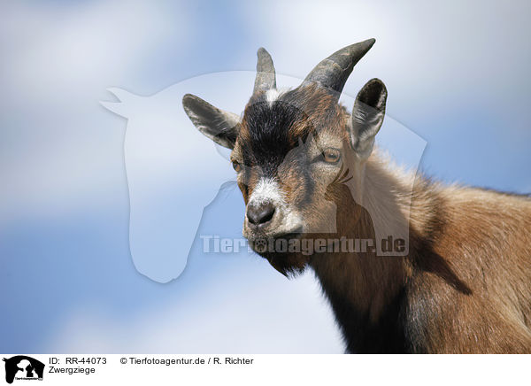 Zwergziege / pygmy goat / RR-44073