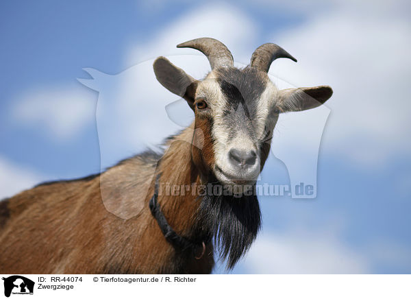 Zwergziege / pygmy goat / RR-44074