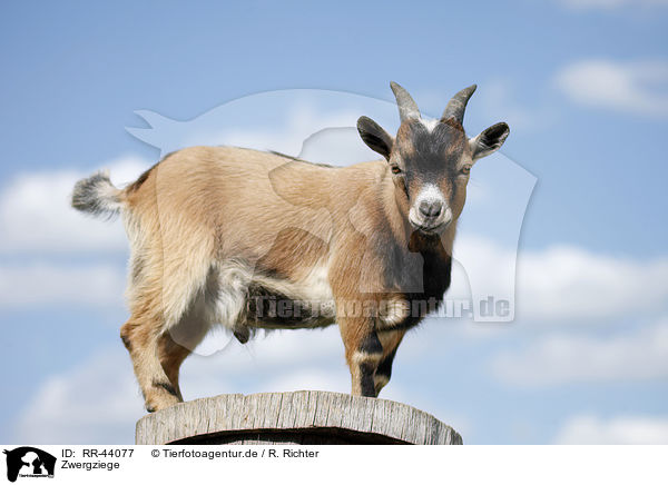 Zwergziege / pygmy goat / RR-44077