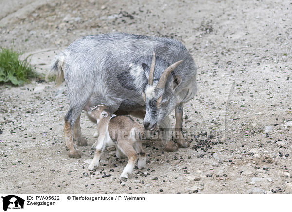 Zwergziegen / pygmy goats / PW-05622