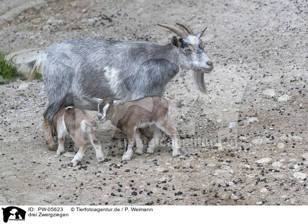 drei Zwergziegen / three pygmy goats / PW-05623
