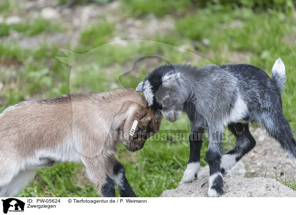 Zwergziegen / pygmy goats / PW-05624