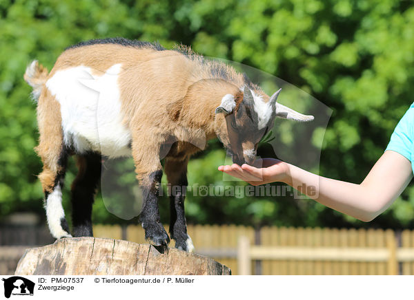 Zwergziege / pygmy gat / PM-07537