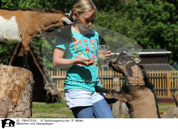 Mdchen und Zwergziegen / girl and pygmy goats / PM-07538